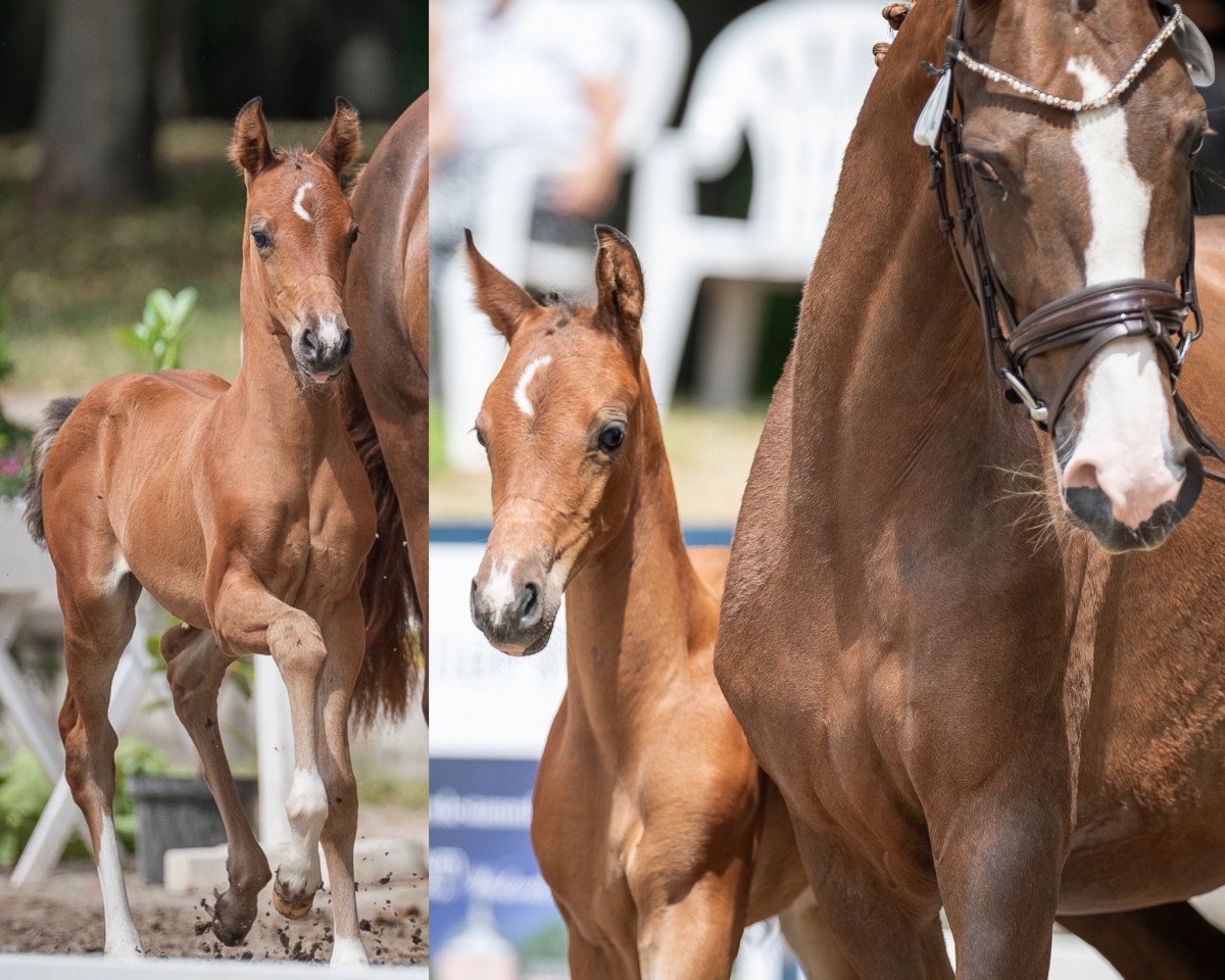 Pferd Call me Coco TDM (Deutsches Reitpony, 2023, von Casanova vom Derkingshof)