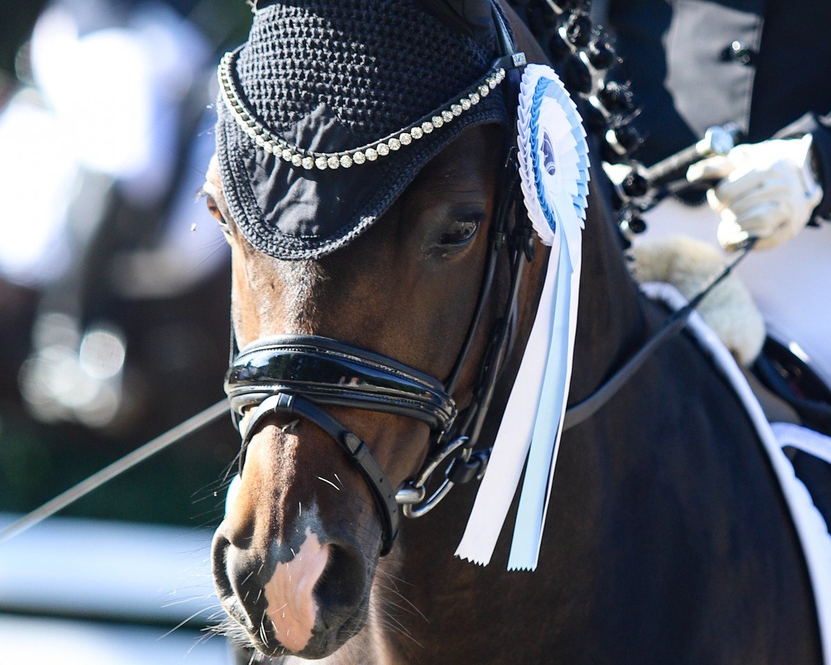 Dressurpferd Chocolat de Royal (Deutsches Reitpony, 2014, von Venustas Crazy Boy)
