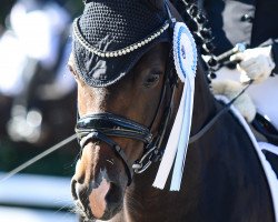 dressage horse Chocolat de Royal (German Riding Pony, 2014, from Venustas Crazy Boy)