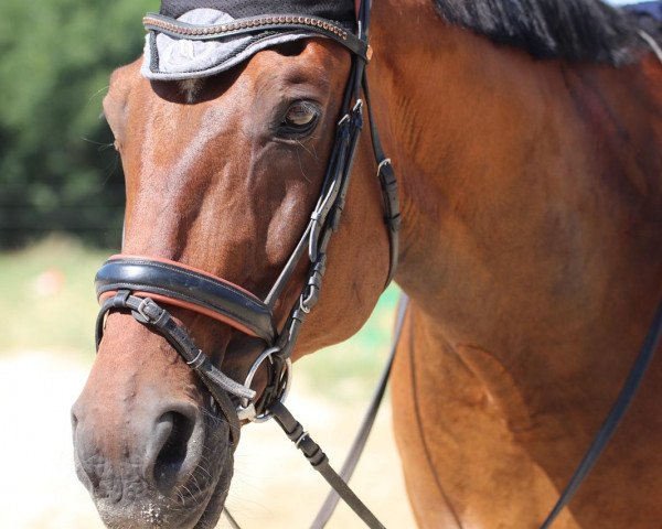horse Herr Bounty (Austrian Warmblood, 2002, from Brandenburg)