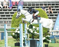 jumper Massimo Duti 111 (Belgian Warmblood, 2012, from Action-Breaker)