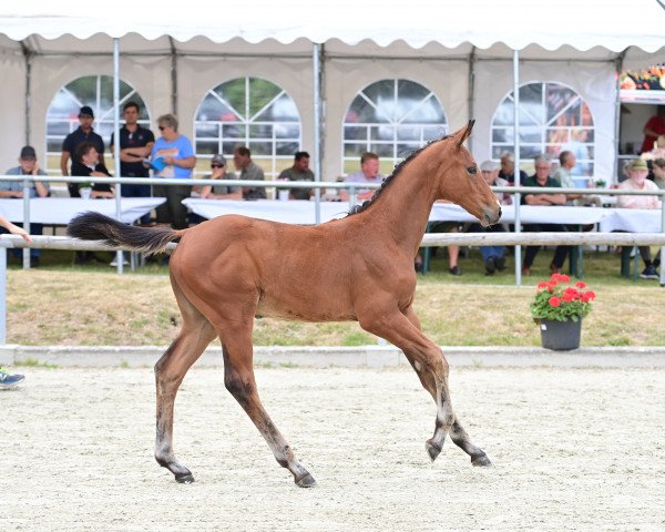 Pferd Lady Moonlight BW (Oldenburger Springpferd, 2022, von Dourkhan Hero Z)