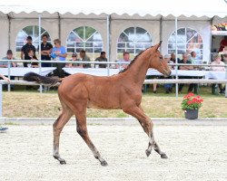 horse Lady Moonlight BW (Oldenburg show jumper, 2022, from Dourkhan Hero Z)