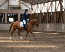 dressage horse Fabeltraum (Trakehner, 2018, from Lossow)
