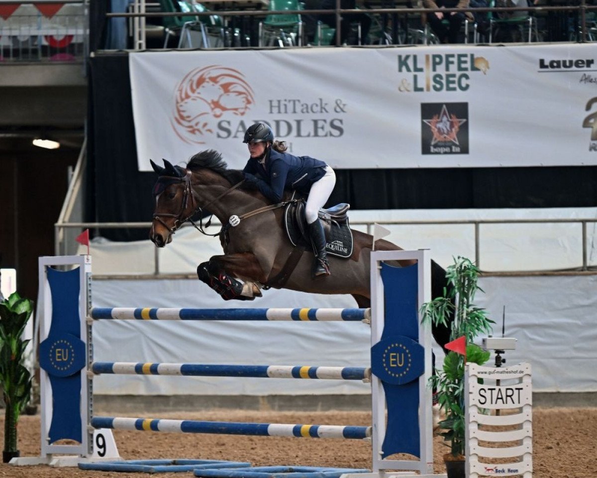 Caballo de salto Lady Gaga 20 (Holsteiner, 2007, de Carentan)