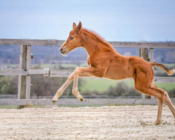 Pferd Fabuleux Soleil P (Hannoveraner, 2022, von Follow Me OLD)