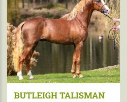stallion Butleigh Talisman (Welsh-Pony (Section B), 2017, from Mynach Sea Scout)