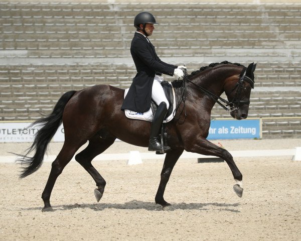 dressage horse FBW Dantes Zazou (German Sport Horse, 2014, from Dante Weltino Old)