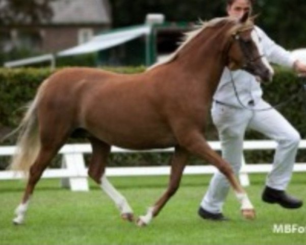 broodmare Samorens Kitty (Welsh-Pony (Section B),  , from Glansevin Graffiti)