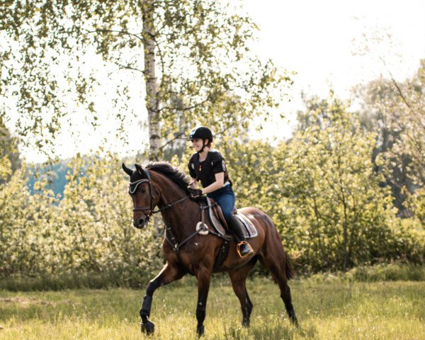 Springpferd Amiga de Corazones (Württemberger, 2013, von Lyjanero)