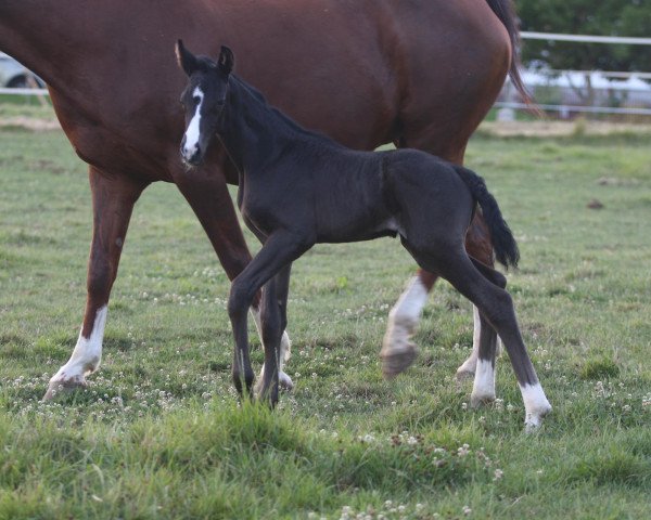 horse Dorotheja (Austrian Warmblood, 2023, from Sir Bedo)