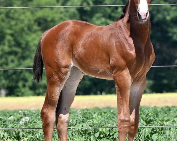 horse La Ibiza L (Oldenburg, 2023, from Iowa Gold)