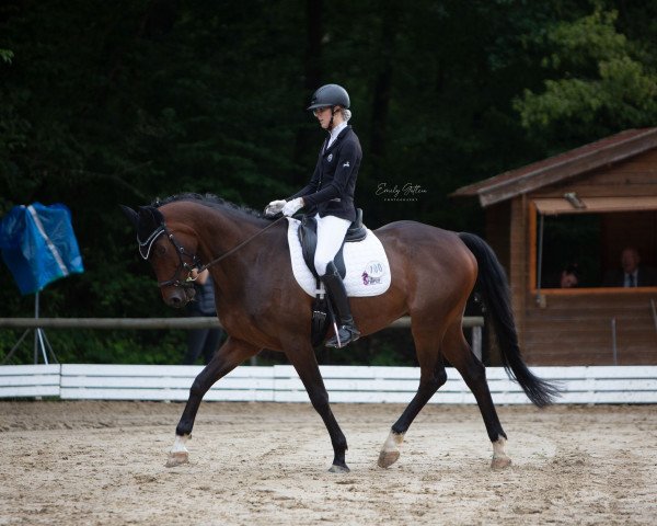 dressage horse Come Back Dancing (Hanoverian, 2014, from Helenenhof's Carabas)