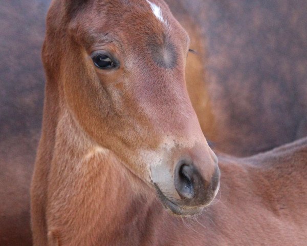 horse Konstantin L (Trakehner, 2023, from Singolo)