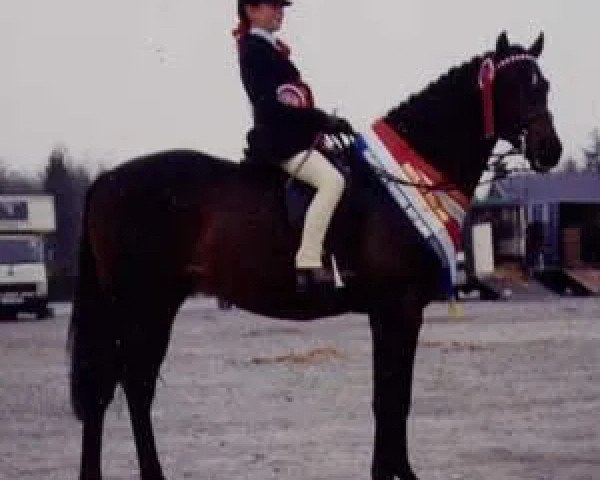 stallion Whalton Touch o'the Blues (British Riding Pony, 1981, from Whalton Morning Glory) stallion Whalton Touch o'the Blues (British Riding Pony, 1981, from Whalton Morning Glory)