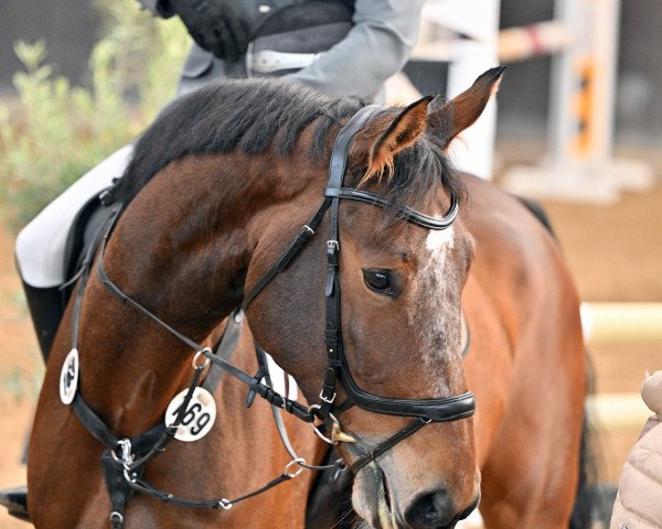 jumper Galino K (Hanoverian, 2017, from Galant de Semilly 2)