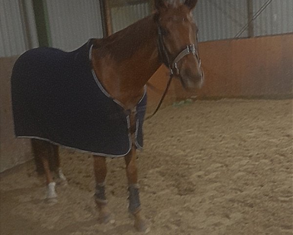 horse Der Dieter S (Hanoverian, 2014, from Don Marco 3)