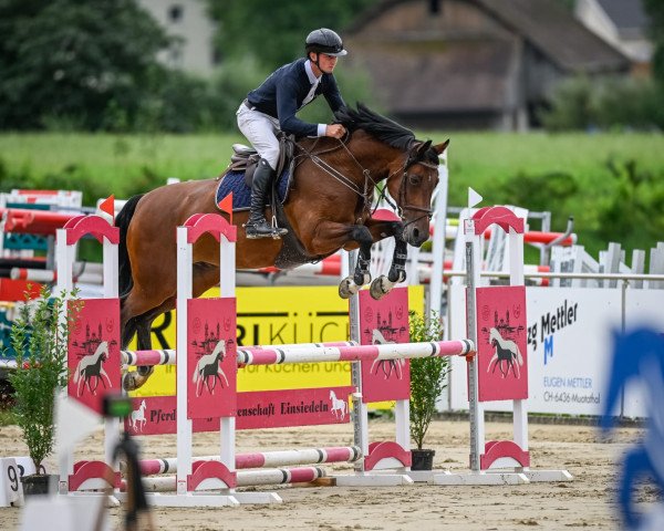 Springpferd Infinity Wv (KWPN (Niederländisches Warmblut), 2013, von Zambesi TN)