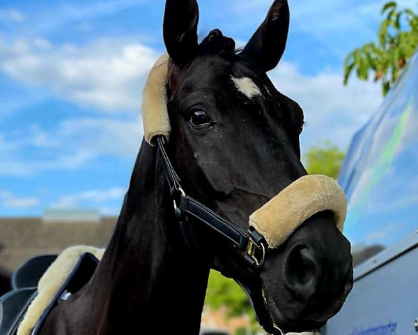 horse Winchester 171 (Oldenburg, 2017, from Wee Waa)