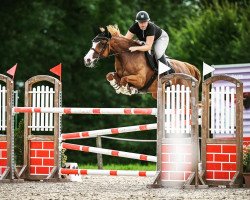 jumper Gucci Zoetendaele Z (Zangersheide riding horse, 2014, from Pennsylvania)