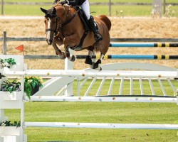 jumper Vasco Ls (German Warmblood, 2015, from Vigo d'Arsouilles)