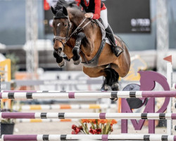 jumper Imposant Str (KWPN (Royal Dutch Sporthorse), 2013, from Verdi)