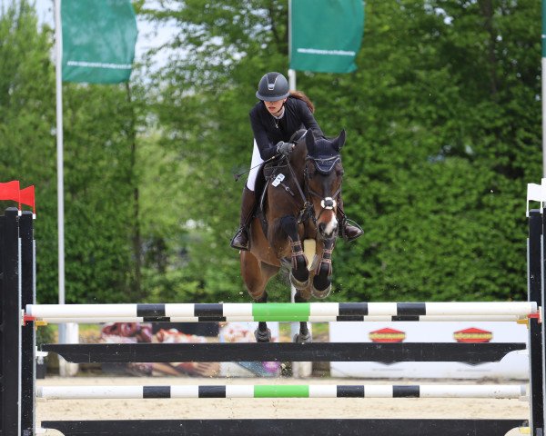Springpferd Chantal 296 (Hannoveraner, 2010, von Chacco-Blue)