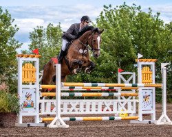 jumper Navaro 69 (KWPN (Royal Dutch Sporthorse), 2015, from Nestor)