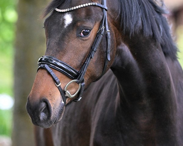 dressage horse Fürst Salentino (Westphalian, 2020, from Fürst Samarant)