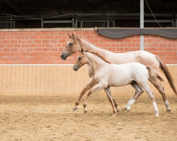 horse Nepumuk (German Riding Pony, 2023, from Fs Numero Uno)