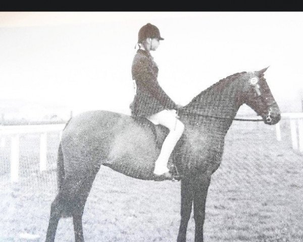 broodmare Stenigot Hilary (British Riding Pony, 1975, from Bwlch Hill Wind)