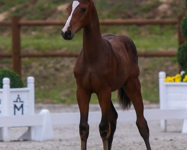 horse Caya LH (Mecklenburg, 2023, from Crawley 2)