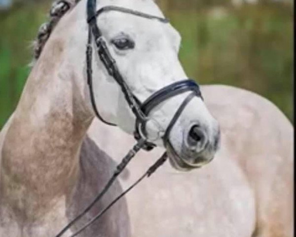 broodmare Diadem RB (German Riding Pony, 2012, from Dimension AT NRW)
