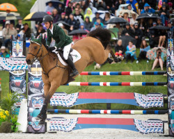 jumper Mark Q (Irish Sport Horse, 2002, from Obos Quality)