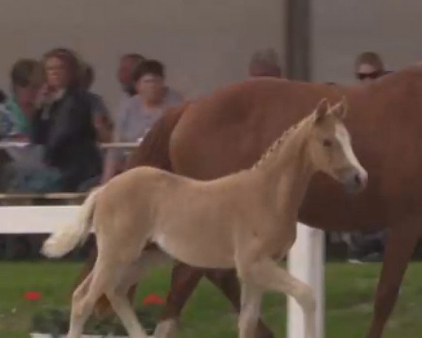 Zuchtstute Dating´s Diva (Deutsches Reitpony, 2016, von Dating AT NRW) Zuchtstute Dating´s Diva (Deutsches Reitpony, 2016, von Dating AT NRW)