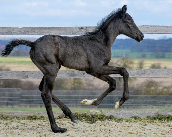 horse Finesse (Hanoverian, 2023, from Fürstenball)