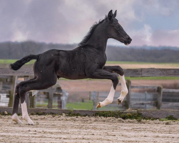 horse Vamos a Bailar P (Hanoverian, 2023, from Vision)