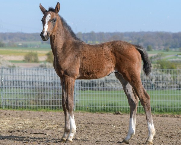 horse Emotion (Hanoverian, 2023, from Extra Gold)