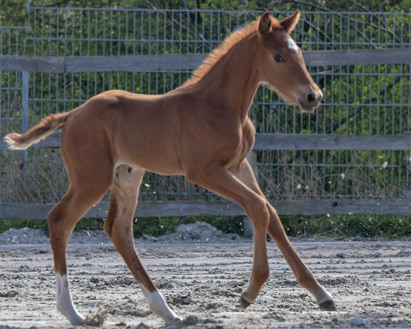 horse Be my Lover P (Hanoverian, 2023, from Be my Dancer)