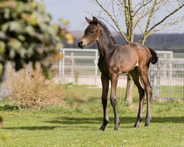 horse Fairytale (Hanoverian, 2022, from Fynch Hatton)