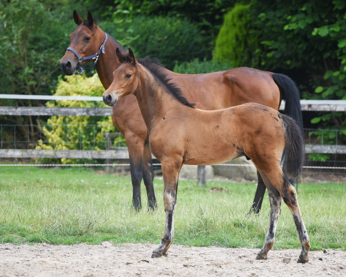 Pferd Hitschkok 23 (Westfale, 2023, von Highland White)