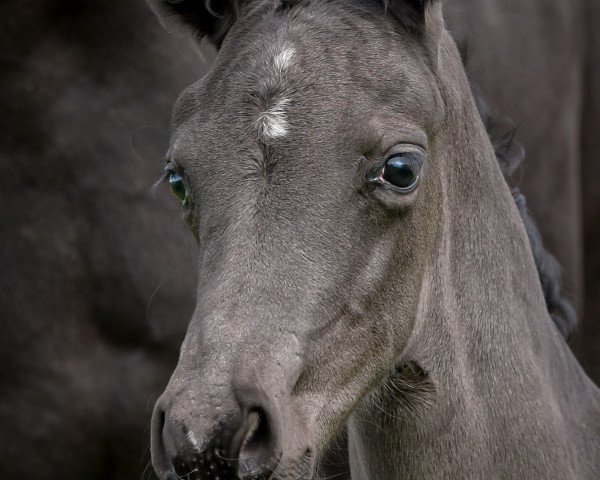 horse Element of my Heart P (Hanoverian, 2023, from Ellis NRW)