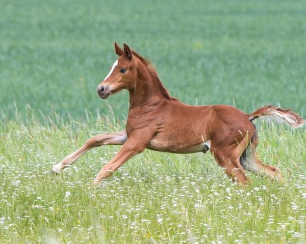 horse La Vie en Paix (Hanoverian, 2022, from La Vie)
