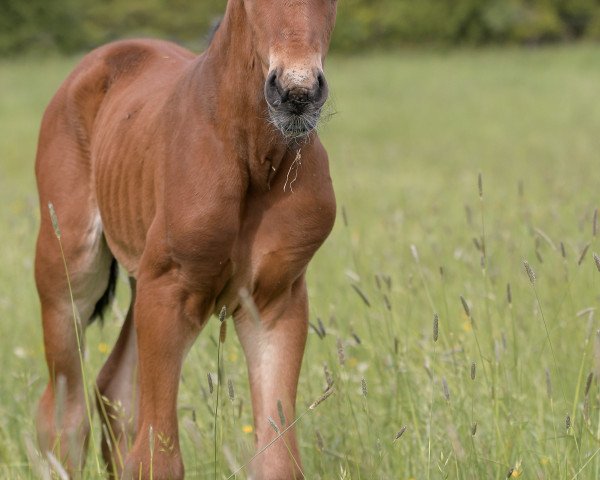 Pferd San Force P (Hannoveraner, 2023, von San To Alati FRH)