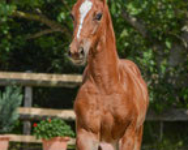 horse Elmo`s FireVIP (Hanoverian, 2019, from Estobar NRW)