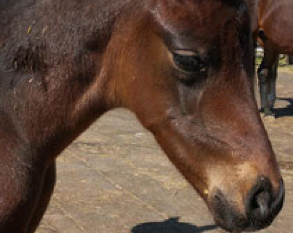 horse Veikko (Hanoverian, 2020, from Vivat Rex)