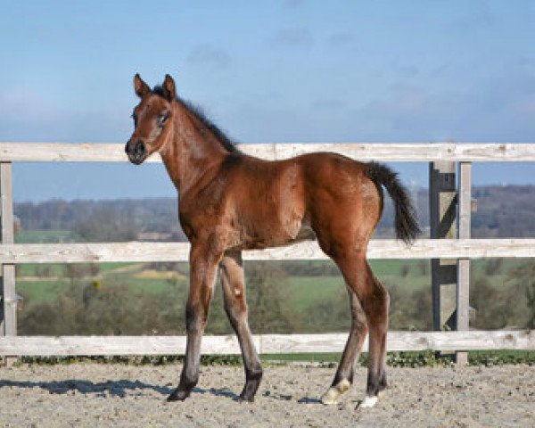 horse First Choice (Hanoverian, 2020, from For Romance I)