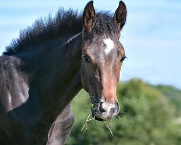 horse Damiro (Hanoverian, 2020, from Diarado)