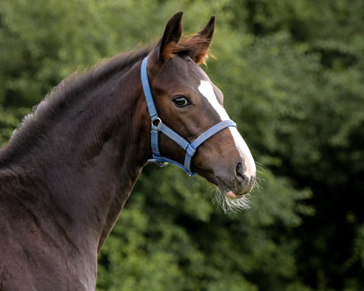 horse Fijara (Hanoverian, 2023, from Fiducioso)