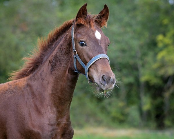 horse Viviana P (Hanoverian, 2023, from Vitalis)